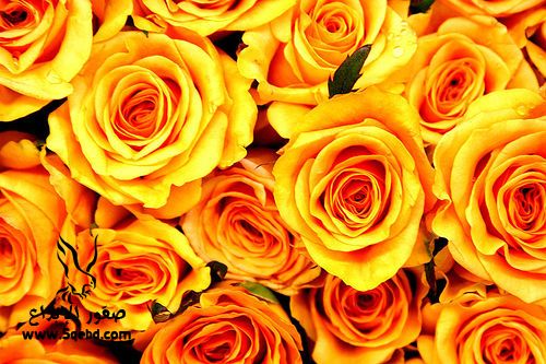 Image result for ‫الأزهار  والورود البرتقالية‬‎